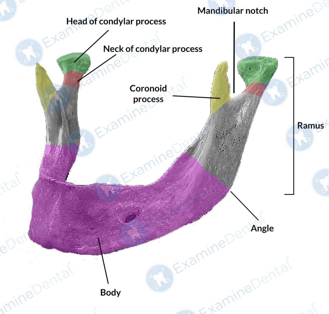 Anatomy of the Mandible