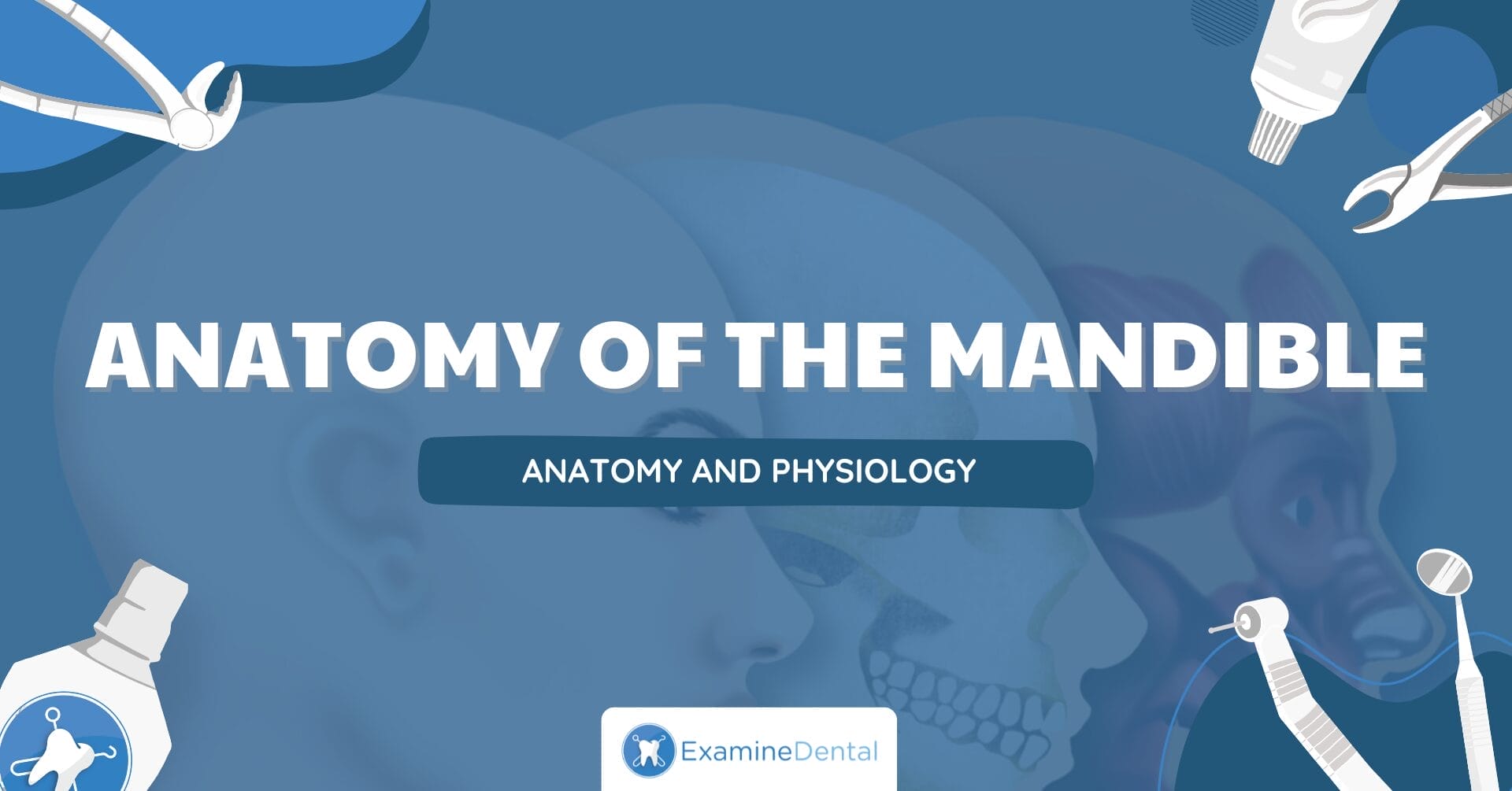 Anatomy of the Mandible