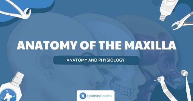 Anatomy of the Maxilla Anatomy of the Maxilla