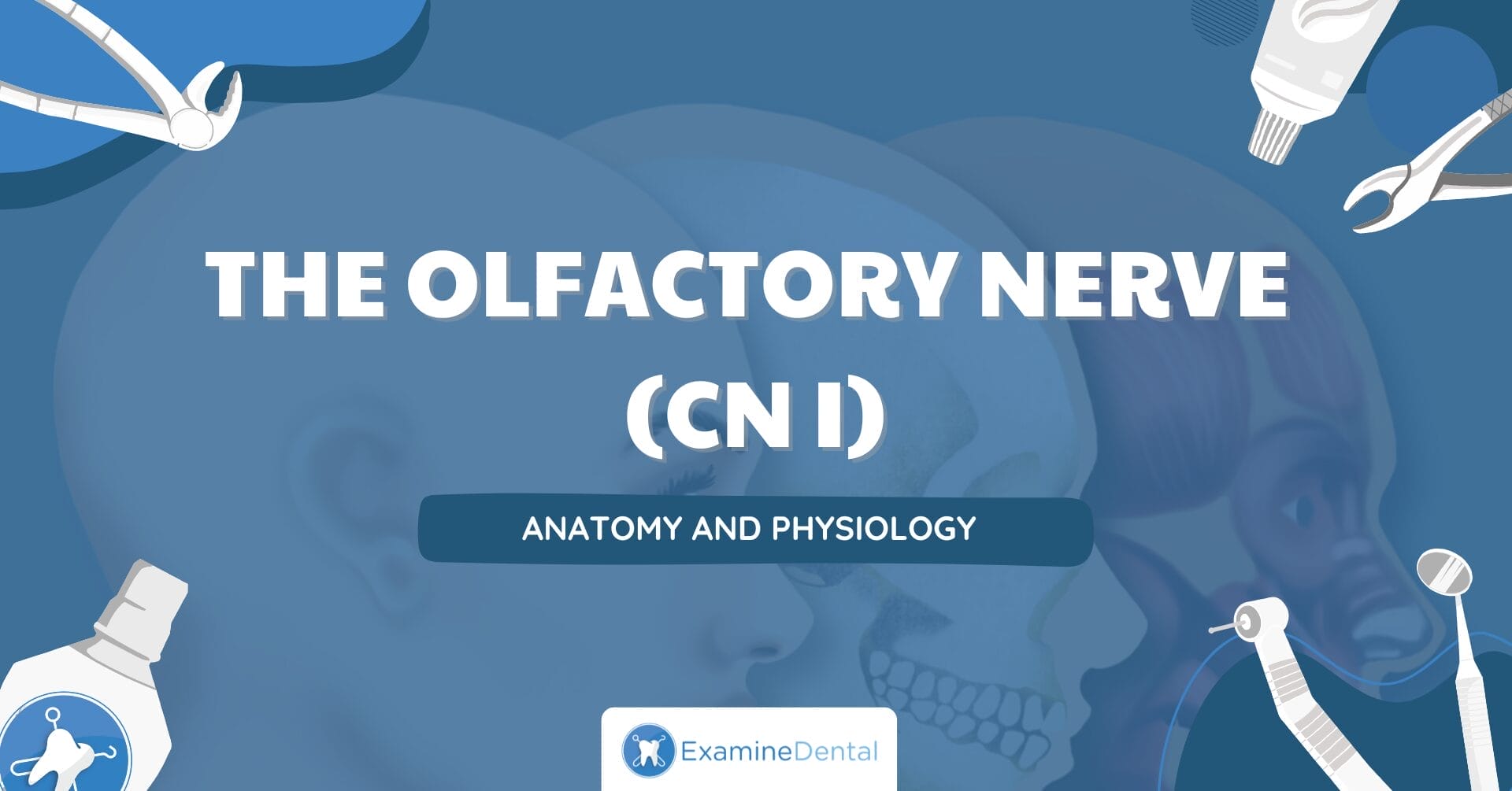 The Olfactory Nerve (CN I)